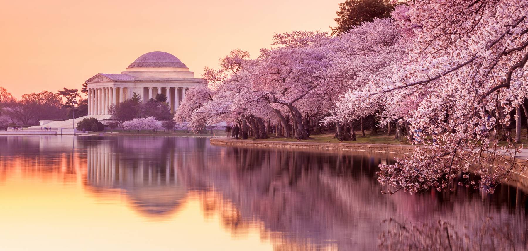 Cherry blossom season in full force.